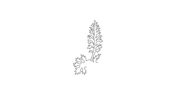 Animated self drawing of continuous line draw beauty fresh acanthus for home art wall decor poster print. Decorative bear's breeches flower concept for greeting card. Full length single line animation