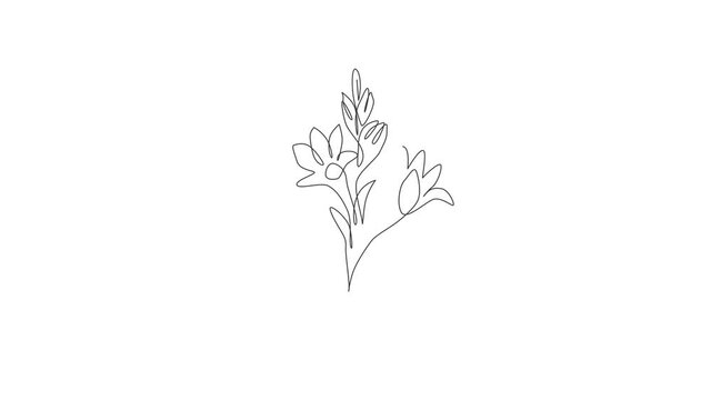 Animation of one line drawing of beauty fresh agave amica for logo. Decorative tuberose flower concept for home art wall decor poster print. Continuous line self draw animated. Full length motion.
