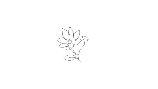 Animation of one line drawing of beauty fresh magnoliaceae for logo. Decorative magnolia flower concept for home wall decor art poster print. Continuous line self draw animated. Full length motion.