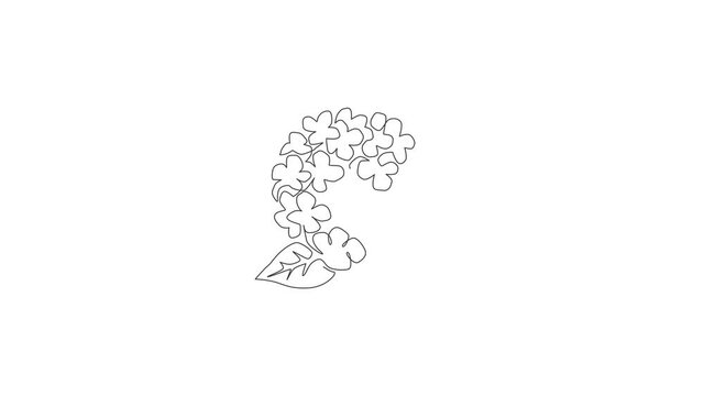 Animated se;f drawing of continuous line draw beauty fresh hortensia for home wall decor art poster print. Decorative hydrangea flower concept for floral card frame. Full length one line animation.