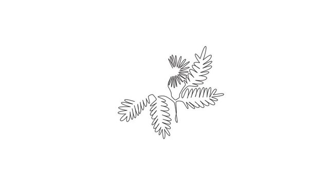 Animation of one line drawing of beauty fresh mimosa pudica for garden logo. Decorative of action plant concept for home wall decor art poster. Continuous line self draw animated. Full length motion.