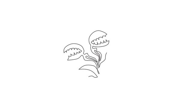 Animated self drawing of one continuous line draw beauty fresh venus flytrap for home decor wall art poster. Decorative dionaea muscipula plant for monster creature. Full length single line animation.