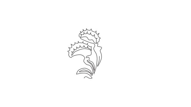 Animated self drawing of continuous line draw mysterious fresh venus flytrap for home decor wall art poster. Scary dionaea muscipula for monster creature character. Full length one line animation.