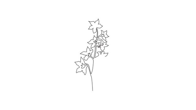 Animated self drawing of continuous line draw beauty fresh larkspur for home decor wall art poster. Decorative perennial flower delphinium for wedding invitation. Full length single line animation.