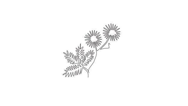 Animated self drawing of continuous line draw beauty fresh mimosa pudica for home decor wall art poster. Decorative touch-me-not flower for invitation. Full length one line animation illustration.