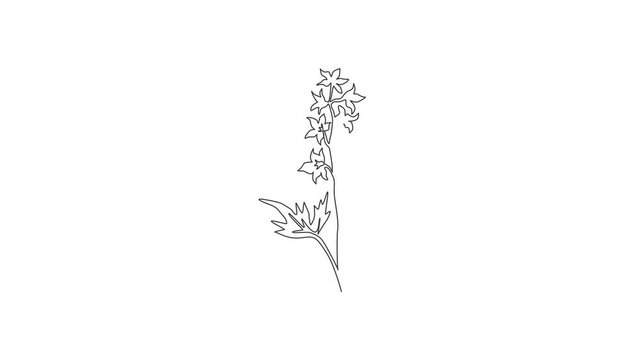 Animation of one line drawing beauty fresh larkspur for logo. Decorative of perennial delphinium concept for home wall decor art poster print. Continuous line self draw animated. Full length motion.