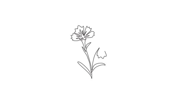 Animation of one line drawing of beauty fresh dianthus for home wall decor art poster. Decorative carnation flower concept for green park icon. Continuous line self draw animated. Full length motion.