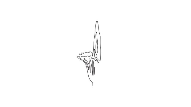 Animated self drawing of continuous line draw beauty fresh amorphophallus titanum for home wall decor poster print. Decorative titan arum flower for national park. Full length one line animation.