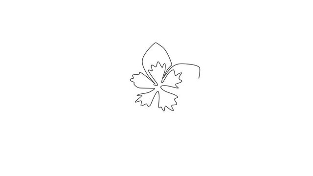 Animated self drawing of continuous line draw beauty fresh plumeria for garden logo. Printable decorative art frangipani flower concept for fashion fabric textile. Full length one line animation.