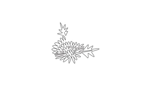Animation of one line drawing of beauty fresh chrysanthemum for logo. Printable decorative chrysanth flower concept for greeting card ornament. Continuous line self draw animated. Full length motion.