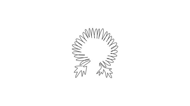 Animated self drawing of one continuous line draw beauty fresh chrysanthemum for logo. Printable decorative chrysanth flower concept for wedding invitation card. Full length single line animation.