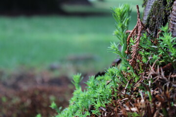 Obraz premium green moss on the ground
