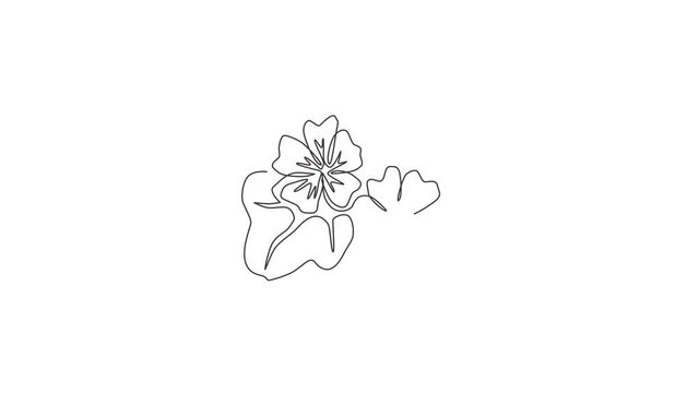 Animated self drawing of continuous line draw beauty fresh purple mallow for home decor poster wall. Decorative malva sylvestris flower for wedding invitation card. Full length single line animation.