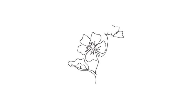 Animated self drawing of continuous line draw beauty fresh purple mallow for home decor wall art. decorative malvasylvestris flower concept for greeting card ornament. Full length one line animation.