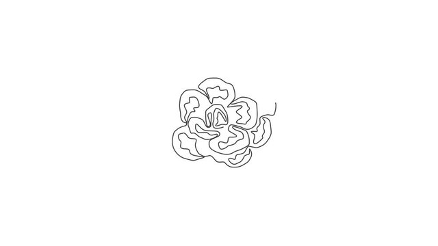 Animation of one line drawing beauty fresh carnation for home art wall decor. Printable decorative dianthus flower for greeting card ornament. Continuous line self draw animated. Full length motion.