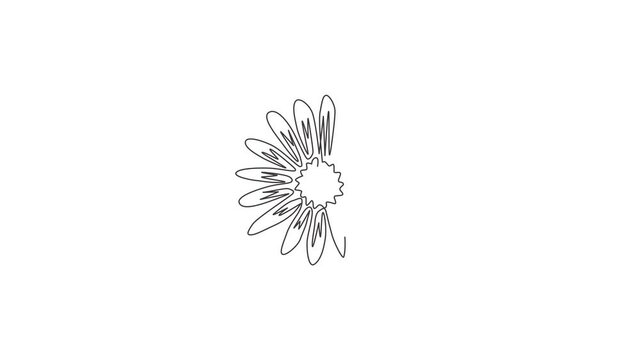 Animated self drawing of one continuous line draw beauty fresh astereae, top view for home decor wall art poster. Decorative aster flower for fashion fabric textile. Full length single line animation.
