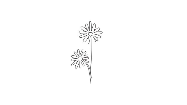 Animation of one line drawing beauty fresh astereae for wall decor home. Printable decorative aster flower concept for greeting card ornament. Continuous line self draw animated. Full length motion.