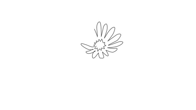 Animated self drawing of continuous line draw beauty fresh perennial flowering plant for home decor wall art poster. Printable decorative aster flower for park icon. Full length single line animation.