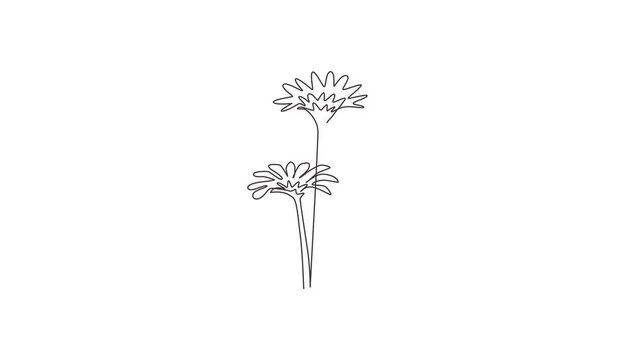 Animated self drawing of single continuous line draw beauty fresh asteraceae for garden logo. Printable decorative aster flower concept for wall art home decor poster. Full length one line animation.