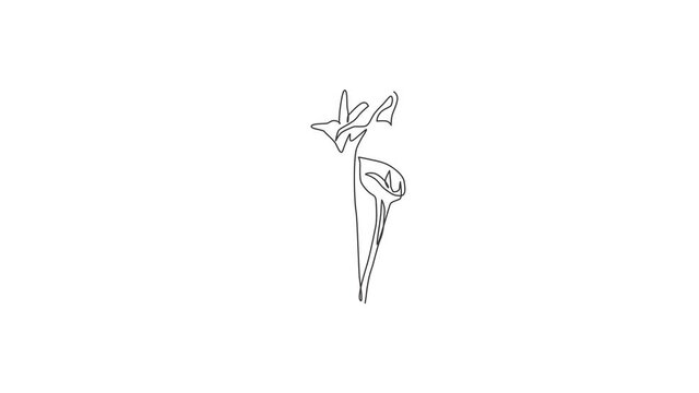 Animated self drawing of continuous line draw beauty fresh zantedeschia for home wall decor print. Printable decorative arum lily flower for wedding invitation card. Full length single line animation.