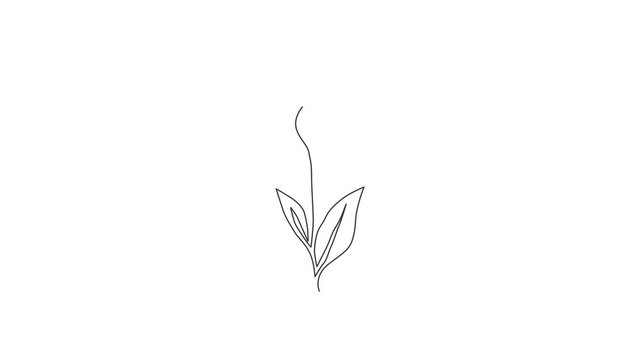 Animation of one line drawing beauty fresh zantedeschia for garden logo. Printable decorative arum lily flower for home decor wall art print. Continuous line self draw animated. Full length motion.