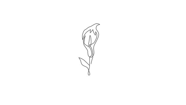 Animation of one line drawing of beauty fresh arum lily for wall home decor poster. Printable decorative zantedeschia flower for green park icon. Continuous line self draw animated. Full lengt motion.