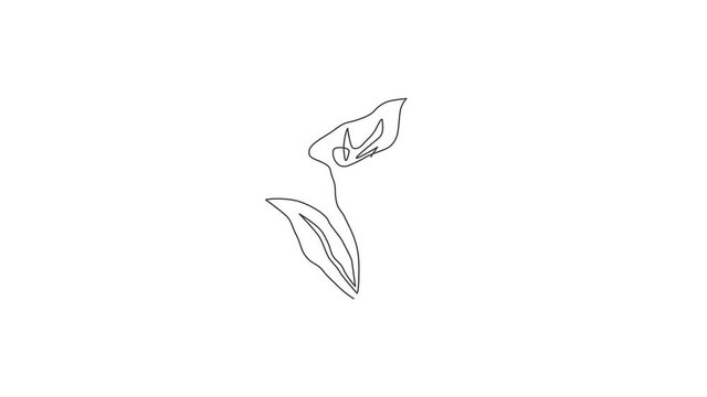Animated self drawing of one continuous line draw beauty fresh arum lily for garden logo. Printable decorative zantedeschia flower concept for home wall decor poster. Full length single line animation