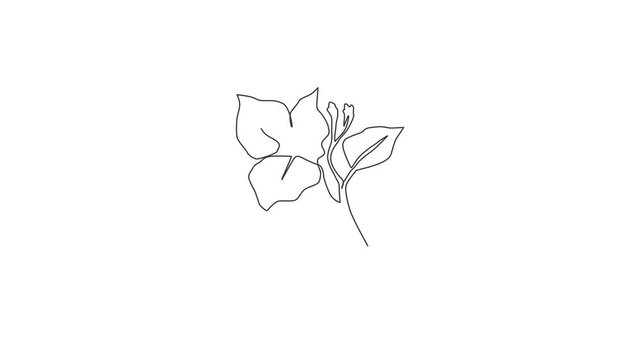 Animated self drawing of continuous line draw beauty fresh bougainville for home wall decor art. Printable decorative thorn bush flower for wedding invitation card. Full length single line animation.