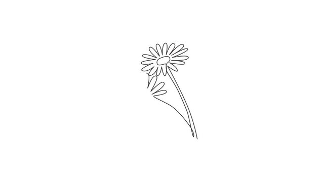 Animation of one line drawing of beauty fresh bruisewort. Printable poster decorative English daisy flower concept for home wall decor ornament. Continuous line self draw animated. Full length motion.