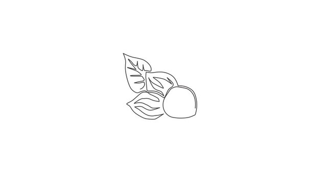 Animation of one line drawing of whole healthy organic walnut food and leaves for orchard logo. Fresh nutshell concept for healthy seed icon. Continuous line self draw animated. Full length motion.