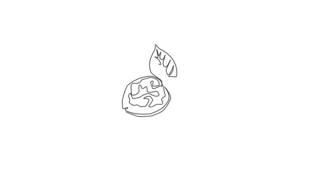 Animated self drawing of single continuous line draw whole healthy organic walnut and leaves for orchard logo identity. Fresh nutshell concept for healthy seed icon. Full length one line animation.