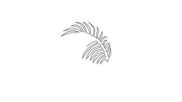 Animation of one single line drawing of tropical coconut leaf plant. Printable poster decorative houseplant concept for home wall decor ornament. Continuous line self draw animated. Full length motion