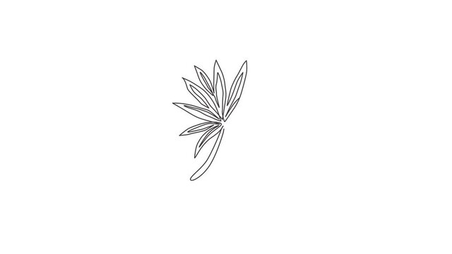 Animation of one line drawing of tropical leaf plant. Printable poster decorative houseplant concept for home wall decor wallpaper ornament. Continuous line self draw animated. Full length motion.