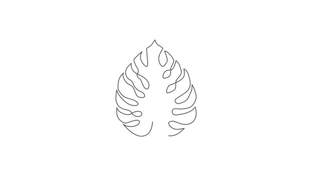 Animated self drawing of single continuous line draw exotic tropical leaf monstera plant. Printable decorative houseplant concept for home wall decor poster ornament. Full length one line animation.