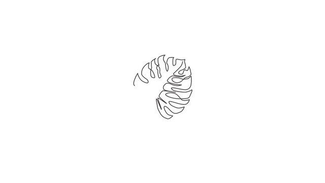 Animated self drawing of one continuous line draw exotic beauty tropical leaf monstera plant. Printable decorative houseplant concept for home wall decor ornament. Full length single line animation.