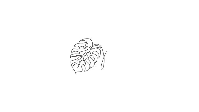 Animated self drawing of one continuous line draw cute exotic tropical leaves monstera plant. Printable decorative houseplant concept for home wall decor ornament. Full length single line animation.