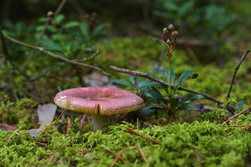 Close-up of a russula mushroom with a pink, slightly cracked but sturdy cap in its natural environment on forest green moss on a sunny day.