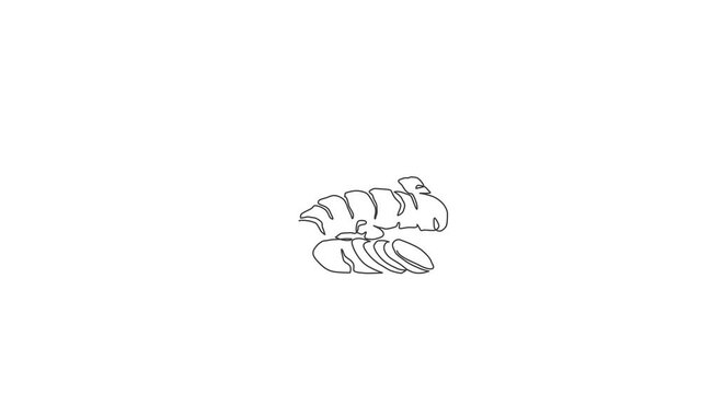 Animated self drawing of one continuous line draw whole healthy organic turmeric for farm logo identity. Fresh curcuma concept for vegetable icon. Full length single line animation illustration.