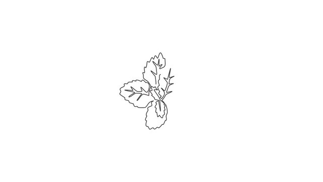Animation of one single line drawing of healthy organic mint leaves for farm logo identity. Fresh lamiaceae plant concept for plantation icon. Continuous line self draw animated. Full length motion.