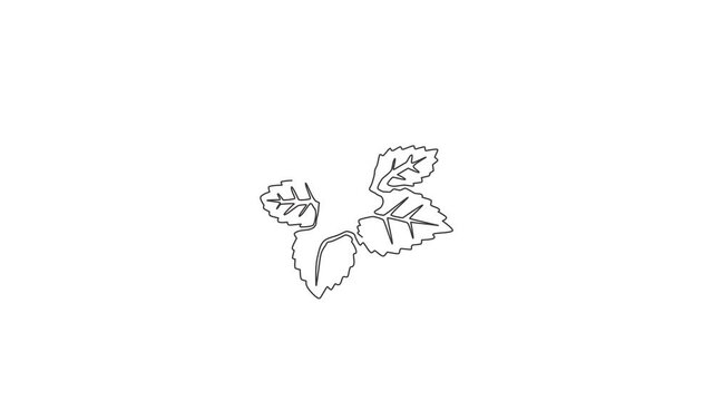 Animated self drawing of single continuous line draw healthy organic mint leaves for farm logo identity. Fresh mentha plant concept for plantation icon. Full length one line animation illustration.