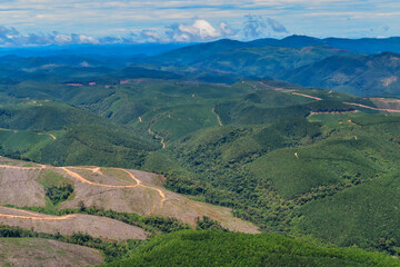 Logging Forestry Wood