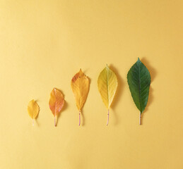 Creative arrangement of autumn leaves on a yellow background.Flat lay. Season concept.Copy space