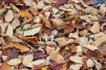 autumn leaves on the ground