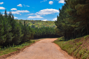 Logging Forestry Wood