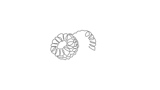 Animation of one line drawing of half sliced healthy organic raspberry for orchard logo. Fresh berries fruitage concept for fruit garden icon. Continuous line self draw animated. Full length motion.