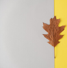 A modern autumn concept. Dry leaf on a yellow-gray background.Flat lay.Copy space