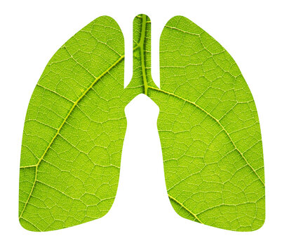 Silueta de pulm&oacute;n con fondo de hoja, respirar aire puro sin contaminaci&oacute;n