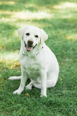 Vertical full length portrait of white Labrador dog sitting on green grass in park and looking at camera