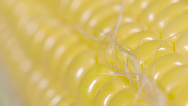 MACRO, DOF: High detailed close up shot of a corn cob with shiny kernels and thick hair. Beautiful yellow lines of ripe corn kernels shine under a bright light. Macro shot of an organic ear of corn.