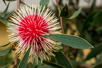 Single Hakea Laurina flower with bee Western Australia